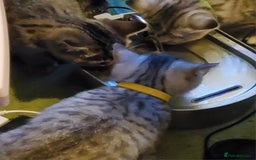 British Shorthair cats for sale: GCCF Reg Chocolate Silver Spotted Tabby BSH Boys - Image 17