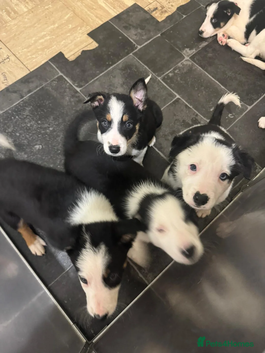 Border Collie dogs for sale: 1 Border Collie Pup - Health tested clear parents - Advert 12
