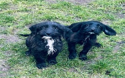 Jackapoo dogs for sale: Jackapoo Puppies  - Advert 6