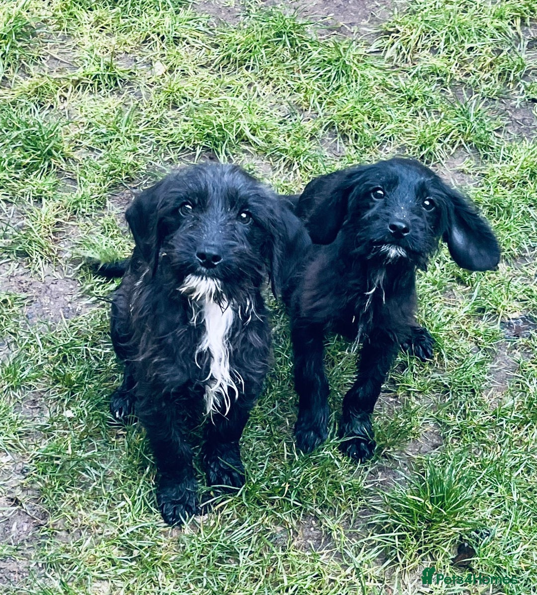 Jackapoo dogs for sale: Jackapoo Puppies  - Advert 6