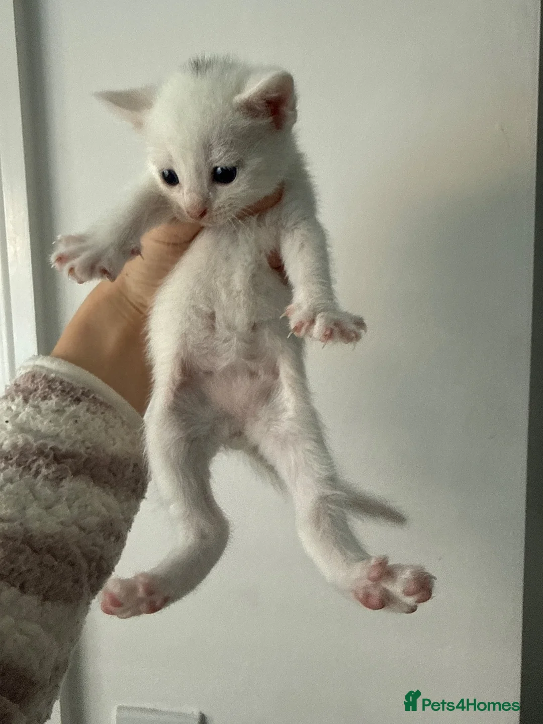 Mixed Breed cats for sale: Kittens for sale - Advert 14