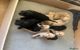 Labrador Retriever dogs for sale: Stunning Labrador puppies - Advert 6