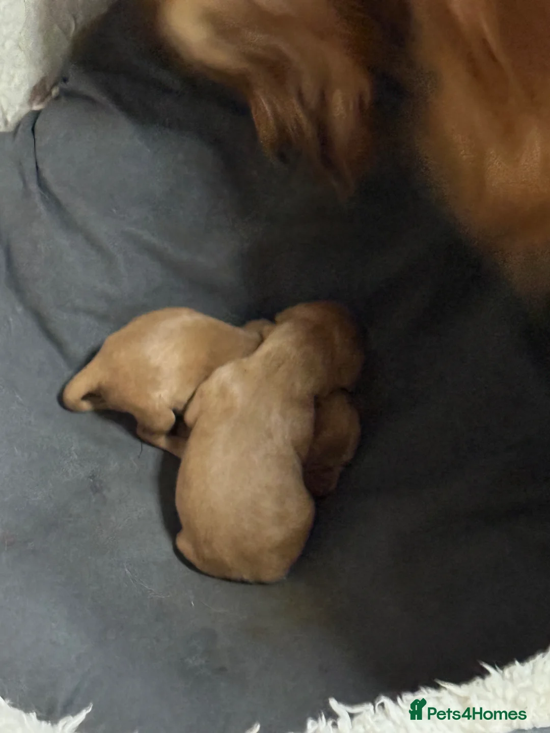 Cocker Spaniel dogs for sale: 🐶🦴Adorable new born puppies for sale🐾❤️ - Advert 4