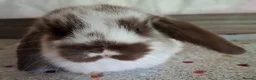 Mini Lop rabbits for sale: Mini lop bucks and does - Advert 10