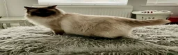 Ragdoll cats for sale: Beautiful Ragdoll Bi Colour Boy Kitten 🩵🐱 - Advert 9