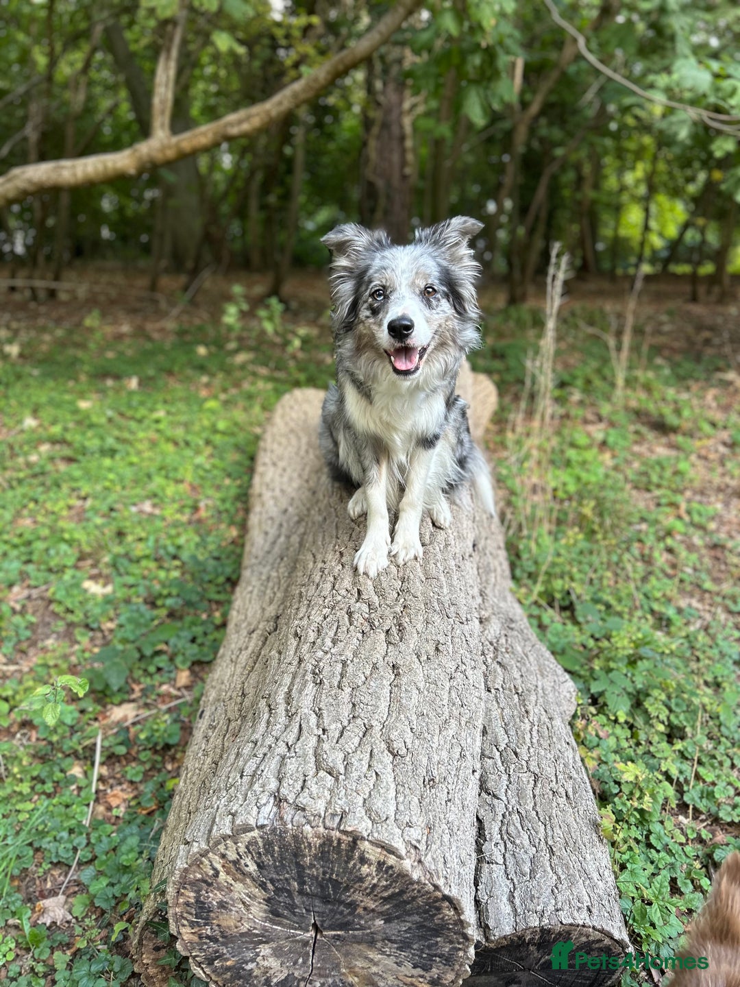 Mixed Breed dogs for sale: Stunning Border Collie x Belgian Malinois Puppies - Advert 3