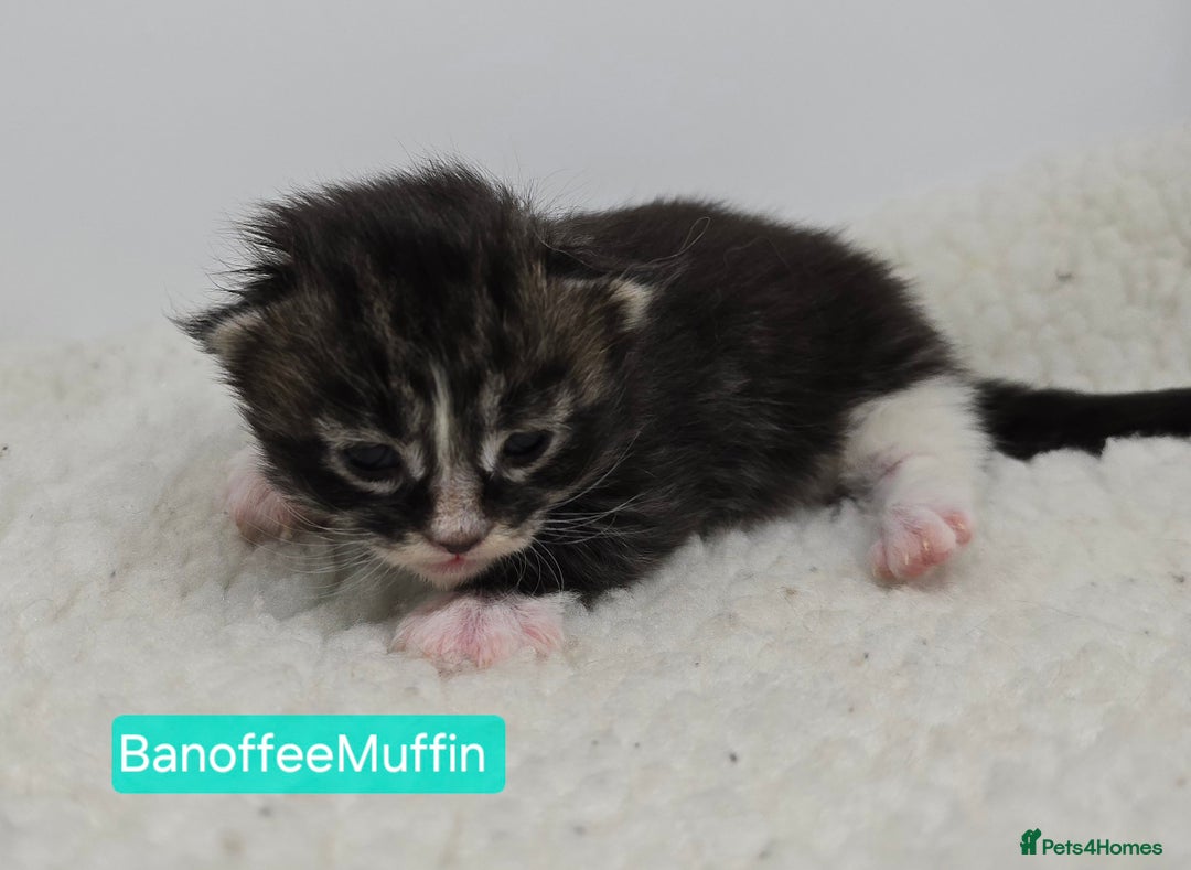 Maine Coon cats for sale: Maine Coon Kittens (Russian & Golden lines) - Advert 8