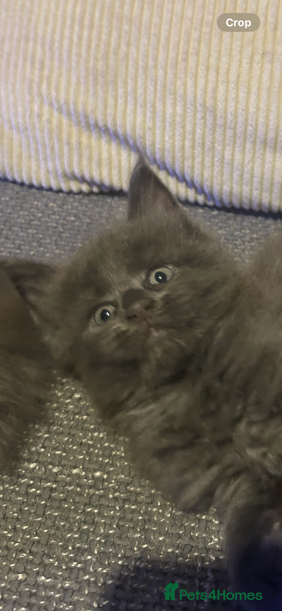 Maine Coon cats for sale: 5 beautiful maine coones  - Image 5