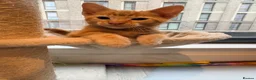 Bengal cats for sale: Two Gorgeous Ginger Kittens – Loving Homes 🐾 - Advert 5