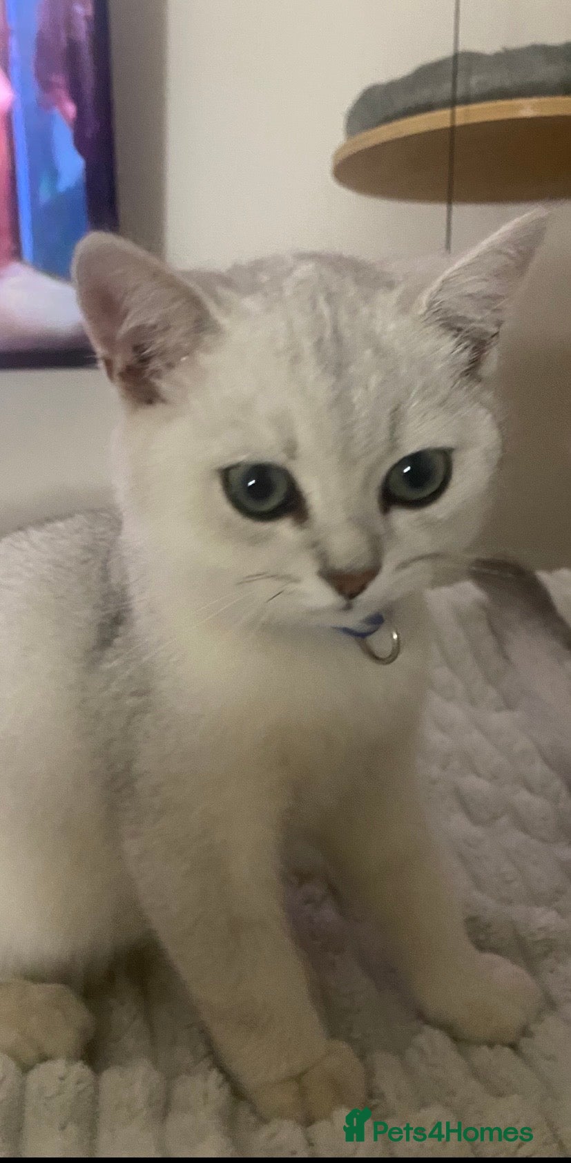 British Shorthair cats British Shorthair Golden & Silver Kittens  - Advert 2