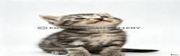 Egyptian Mau cats for sale: TICA reg SNOW LEOPARD EGYPTIAN MAU X BENGAL  - Advert 39