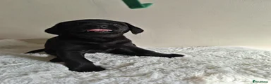 Labrador Retriever 7