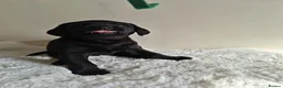 Labrador Retriever dogs for sale: Stunning Labrador Retriever Puppies Available - Advert 7