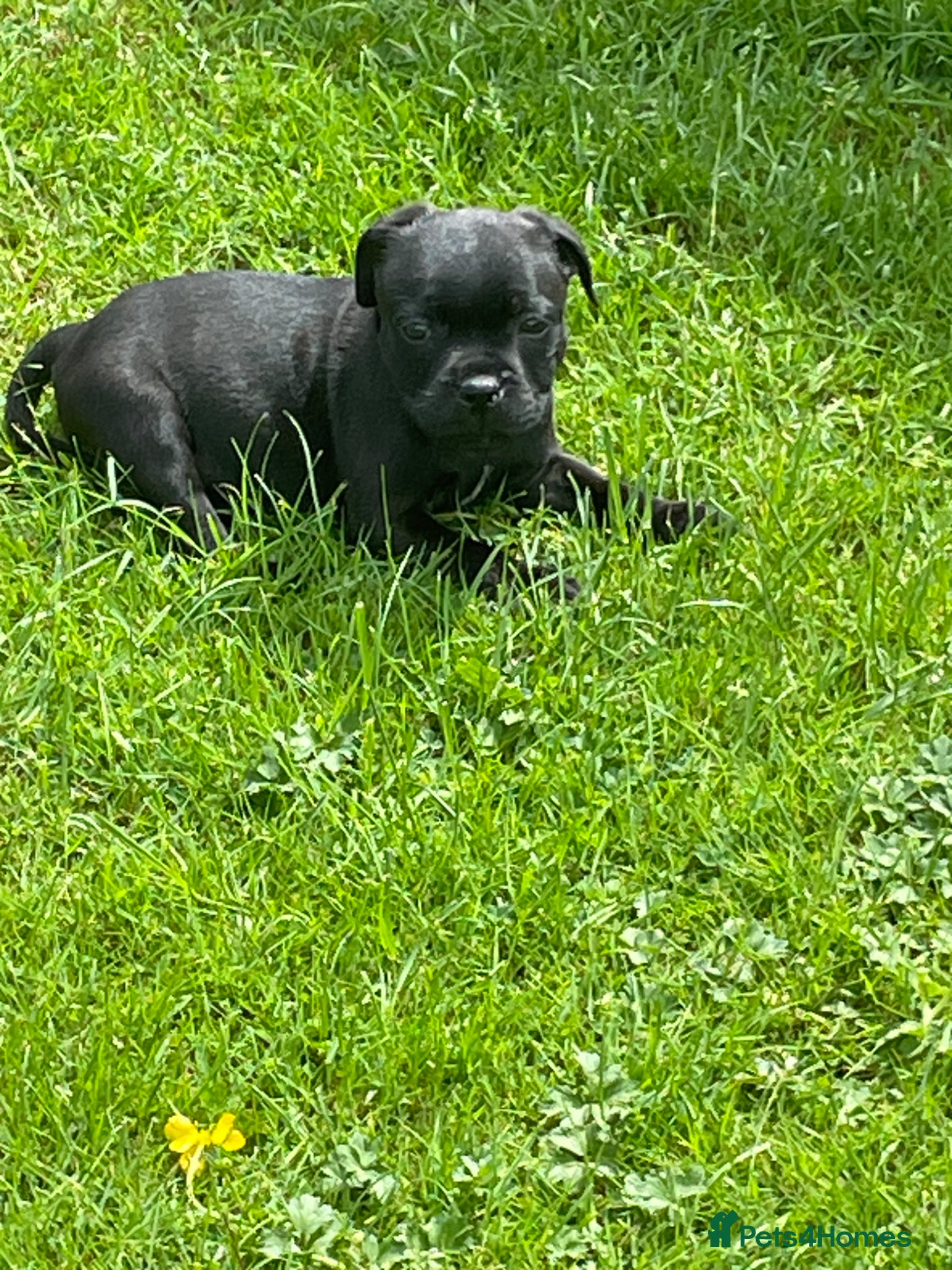 Staffordshire Bull Terrier dogs KC REGISTERED 3 BLACK BOYS 1 GIRL - Advert 1