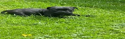 Staffordshire Bull Terrier dogs for sale: KC REGISTERED 3 BLACK BOYS 1 GIRL - Advert 10