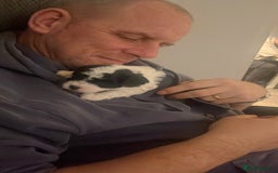 Mixed Breed dogs for sale: Adorable jackacavapoo puppies only 2 left  - Image 10