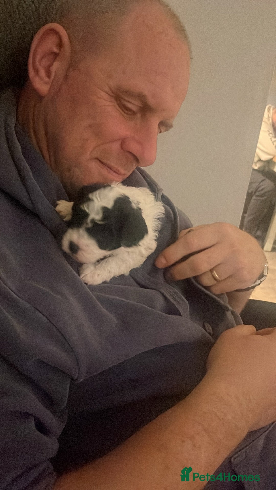 Mixed Breed dogs for sale: Adorable jackacavapoo puppies only 2 left  - Image 10