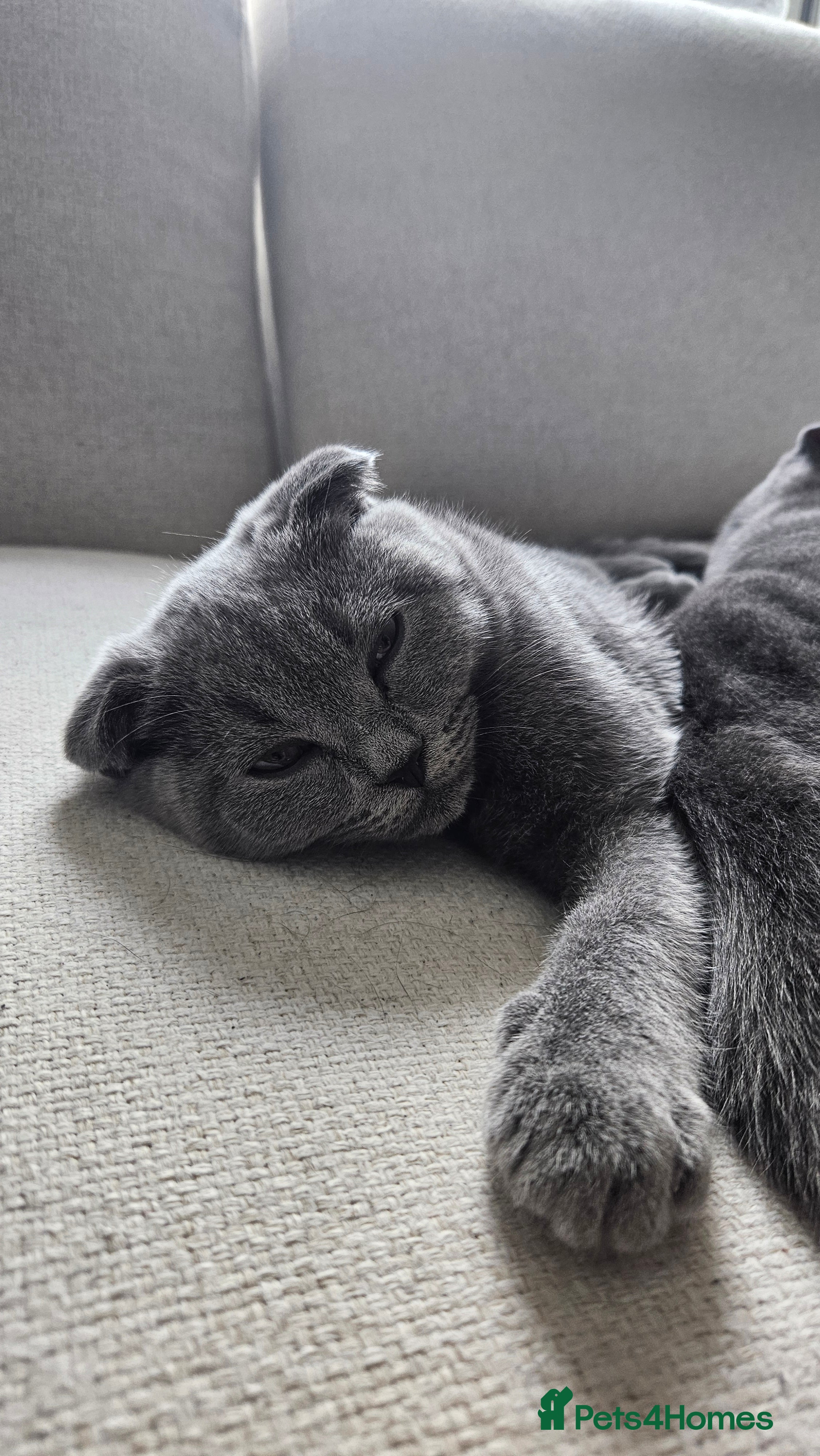 Scottish Fold cats Beautiful Grey Scottish Fold Kittens Ready Now😺 - Advert 2