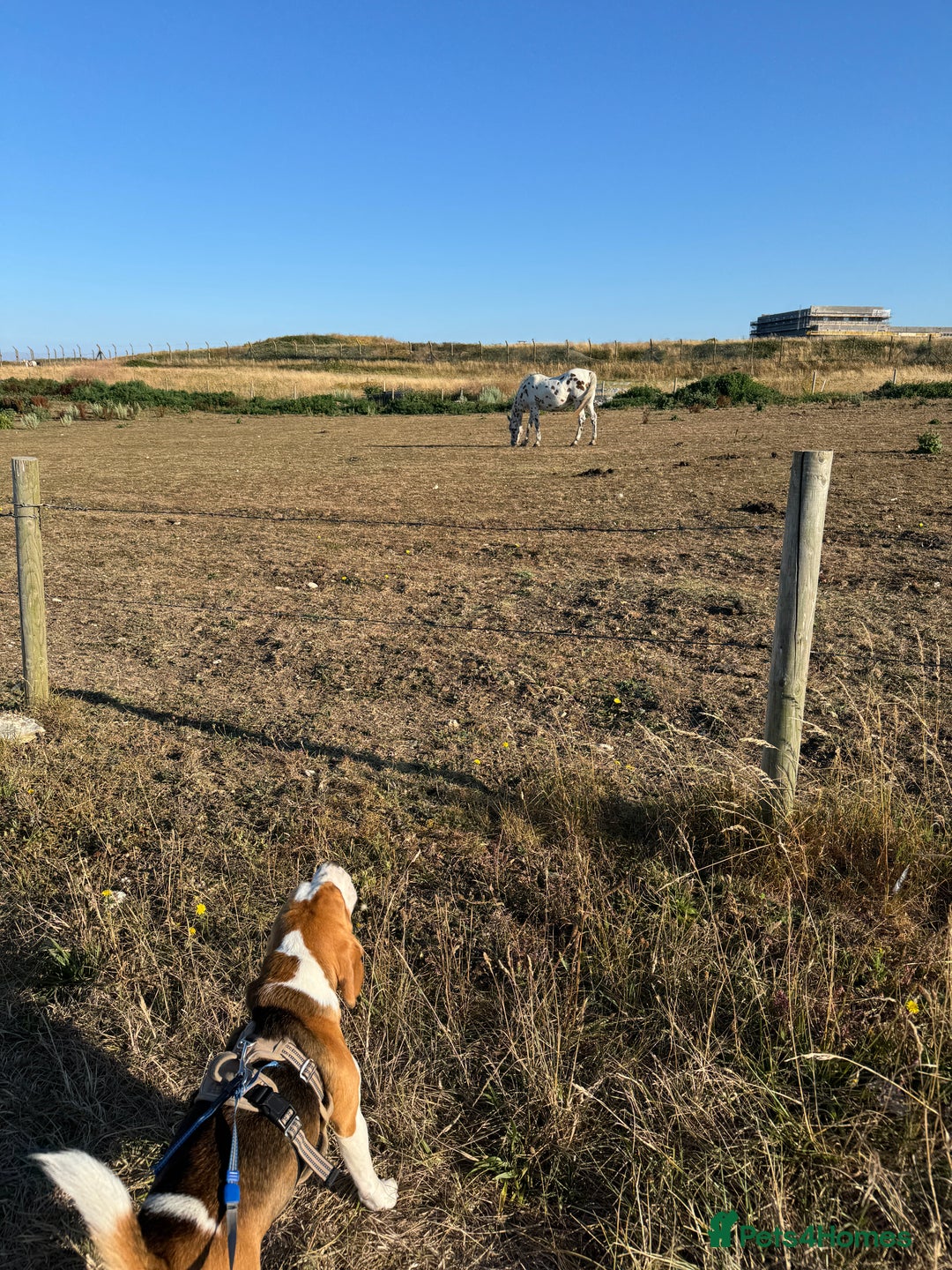 Beagle dogs for sale: Beagle  - Advert 11