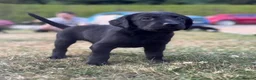Labrador Retriever dogs for sale: Labrador Puppies in Shrewsbury - Advert 4