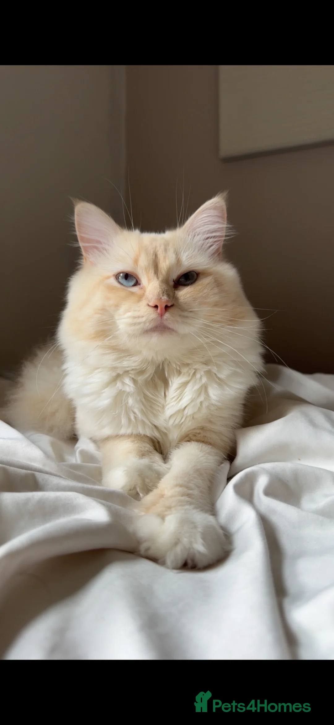 Mixed Breed cats for sale: Ragdoll/tortoiseshell mix kittens in Norwich - Advert 10