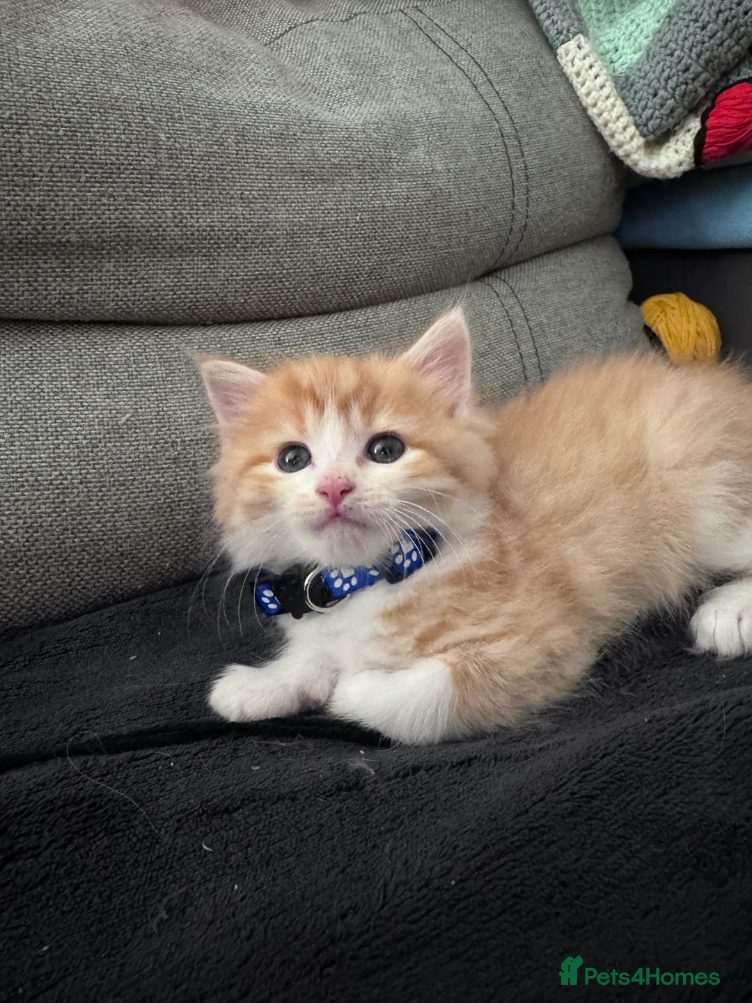 Mixed Breed cats for sale: Beautiful kittens looking for new home ❤️ - Advert 4