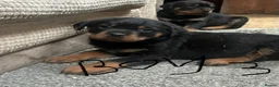 Rottweiler dogs for sale: Chunky Beautiful Rottweiler pups - Advert 4
