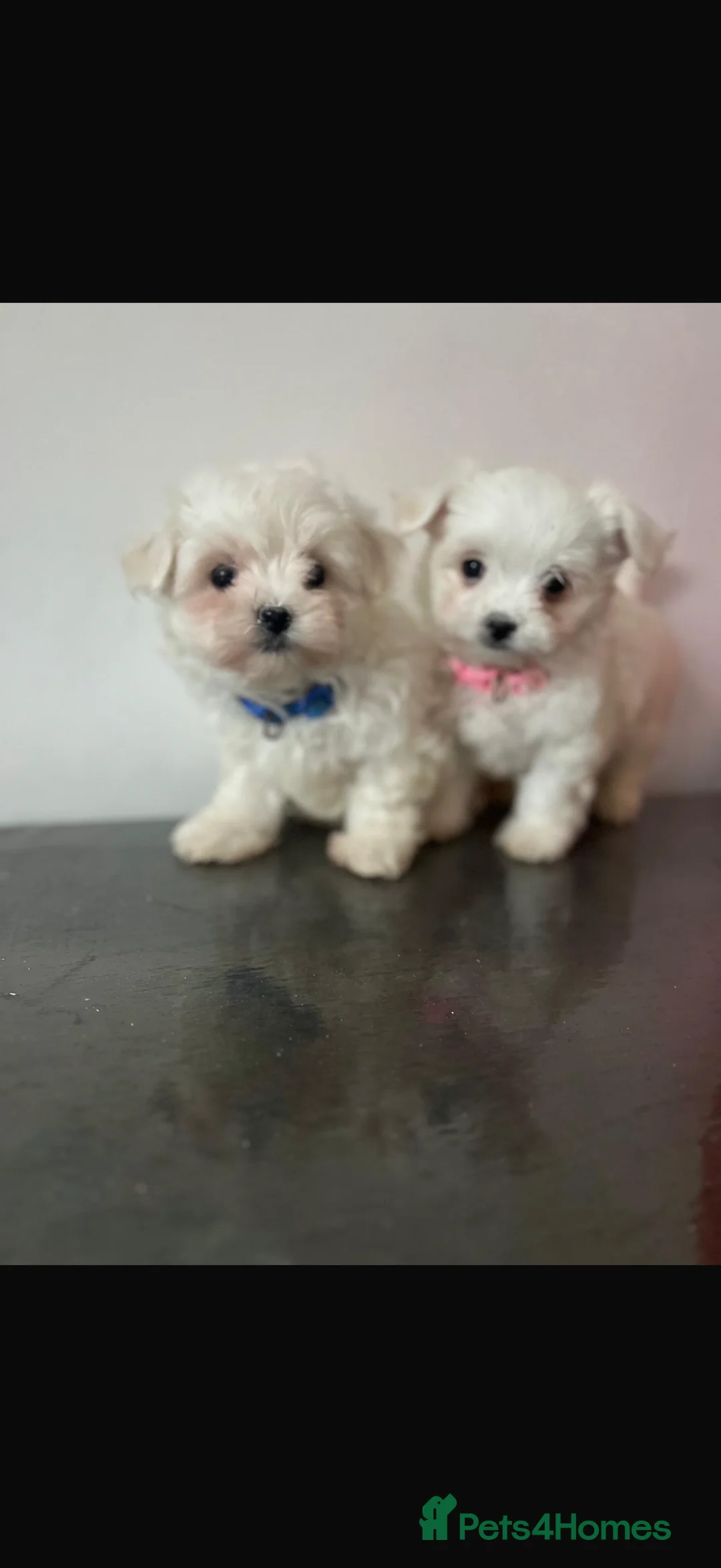 Maltese dogs for sale:  **  Maltese pups  - Advert 9