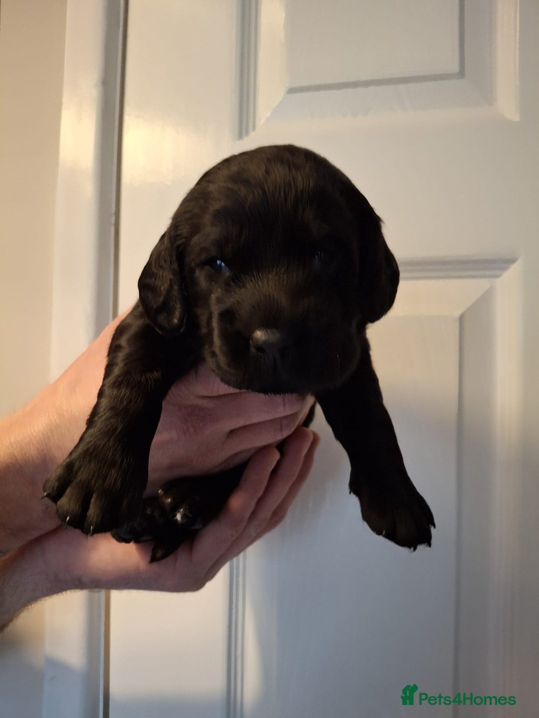 Cockerdor dogs for sale: stunning cockerdors (1left)🐶 5⭐️ licensed breeder - Advert 7