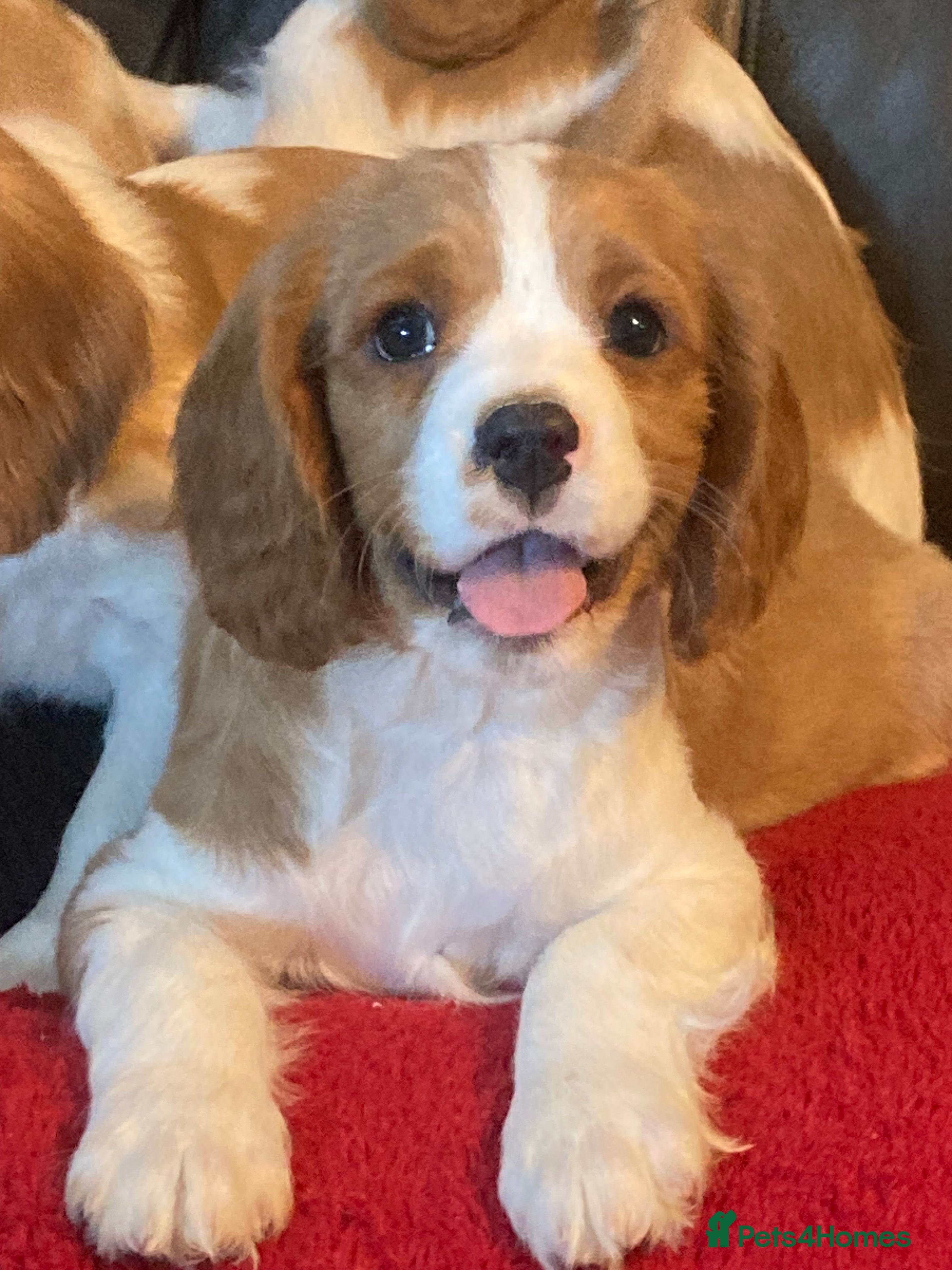 Cavalier King Charles Spaniel dogs Dna tested cavalier puppies - Advert 5