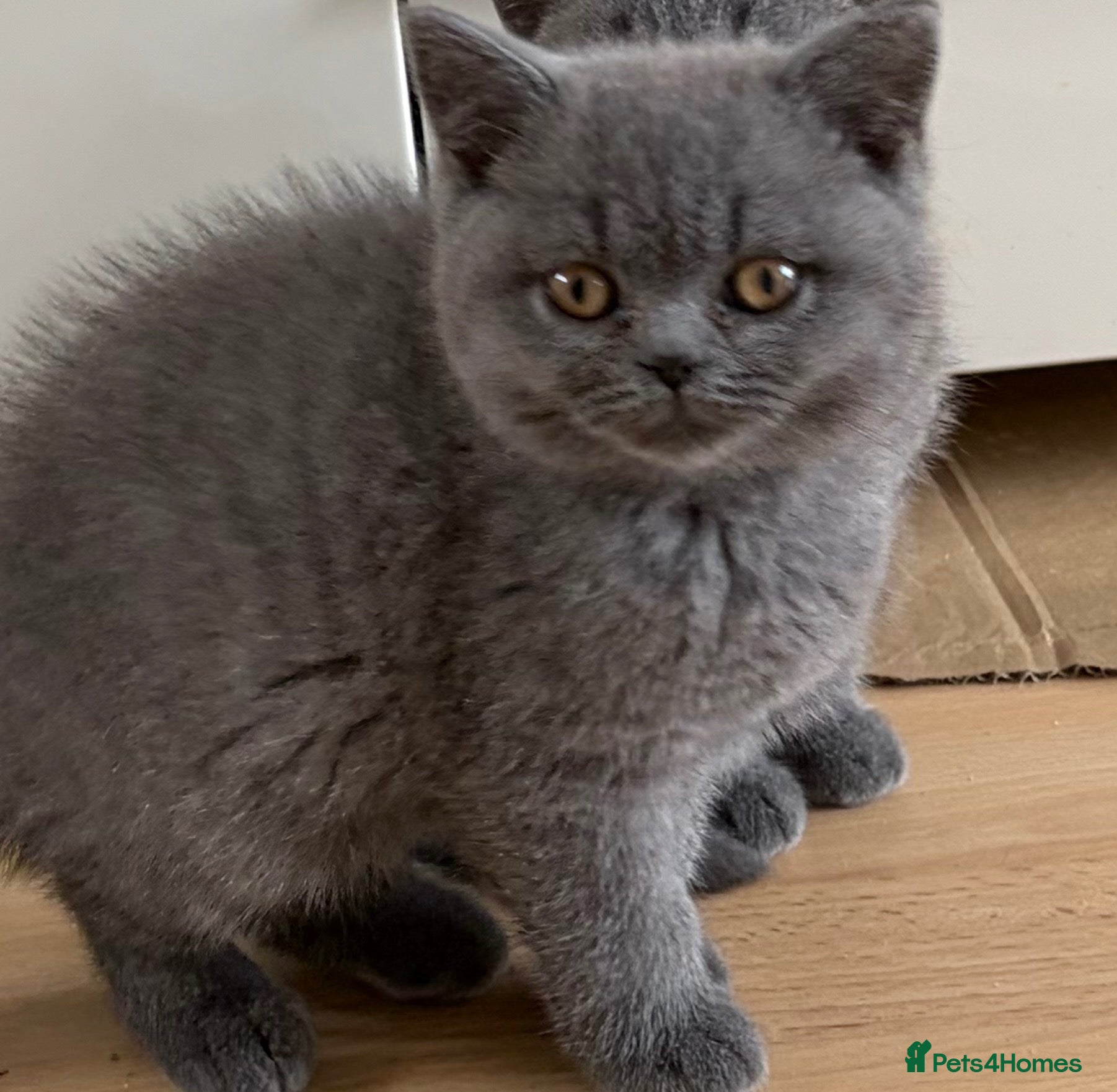 British Shorthair cats Chunky GCCF registered British Shorthair Blue boys - Advert 1