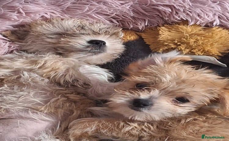 Morkie dogs - Advert 1