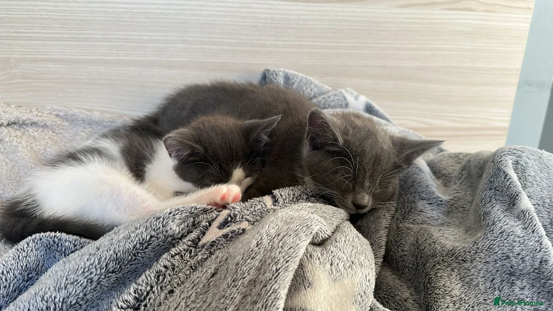 Mixed Breed cats for sale: Two female cats - loving home only  - Advert 5
