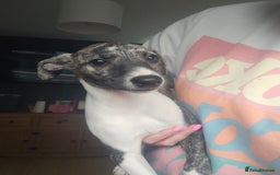 Whippet dogs for sale: ✅️ Ready to leave - KC whippets 🧡 - Image 6