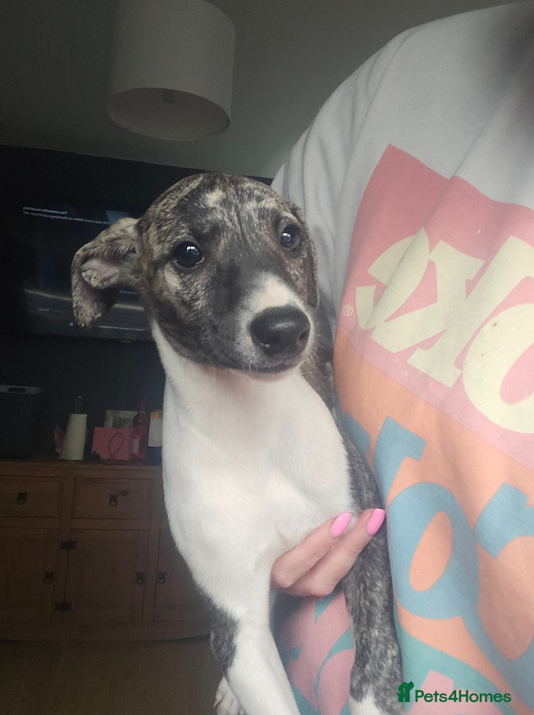 Whippet dogs for sale: ✅️ Ready to leave - KC whippets 🧡 - Image 6