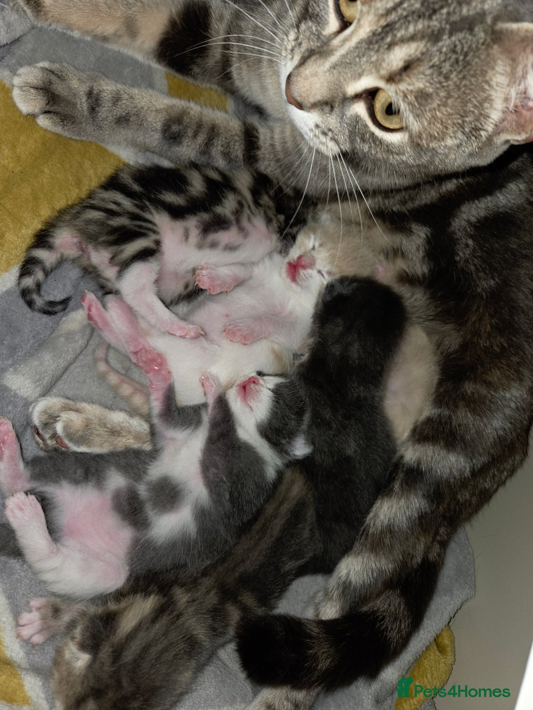European cats for sale: Kittens ready now  - Image 11