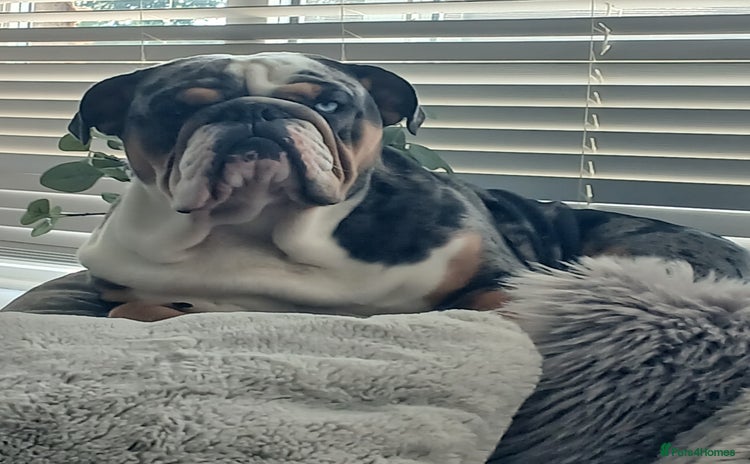 English Bulldog dogs - Advert 5