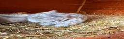 Mini Lop rabbits for sale: Top quality BRC mini lops - Advert 4