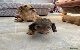 Miniature Dachshund dogs for sale: KC Reg long hair mini dachshunds “Ready now” - Image 22