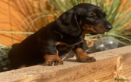 Dachshund dogs for sale: Exceptional dachshunds  - Image 4