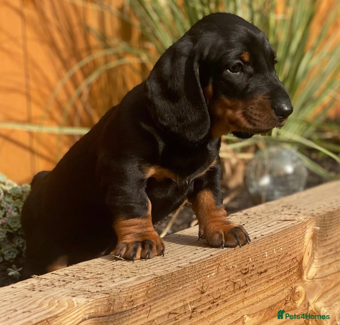 Dachshund dogs for sale: Exceptional dachshunds  - Image 4