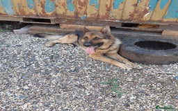 German Shepherd dogs for sale: german shepherd pups - Image 10