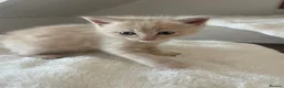 Mixed Breed cats for sale: Adorable half Siberian kittens  - Advert 7