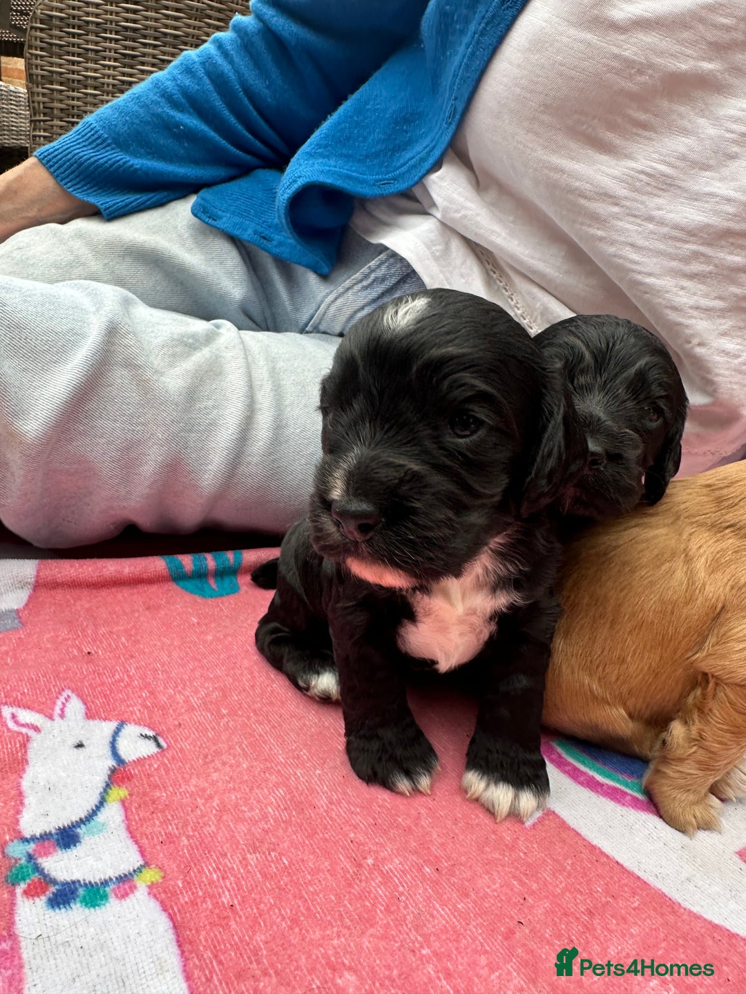 Cocker Spaniel dogs for sale: Working Cocker Spaniel Puppies  - Advert 5