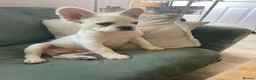 French Bulldog dogs for sale: Fluffy French bulldogs - Advert 9