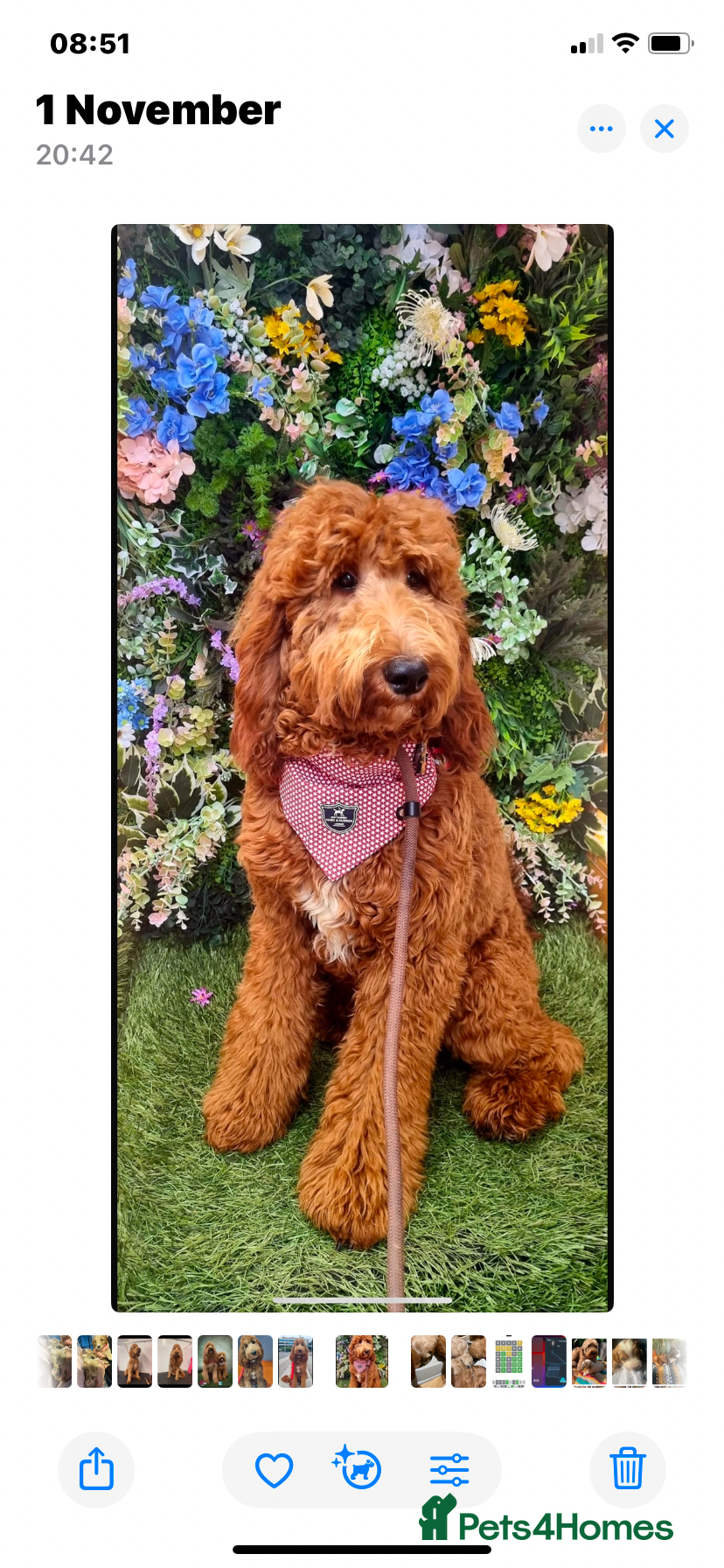 Irish Doodle dogs Proven stud Irish doodle x - Advert 2