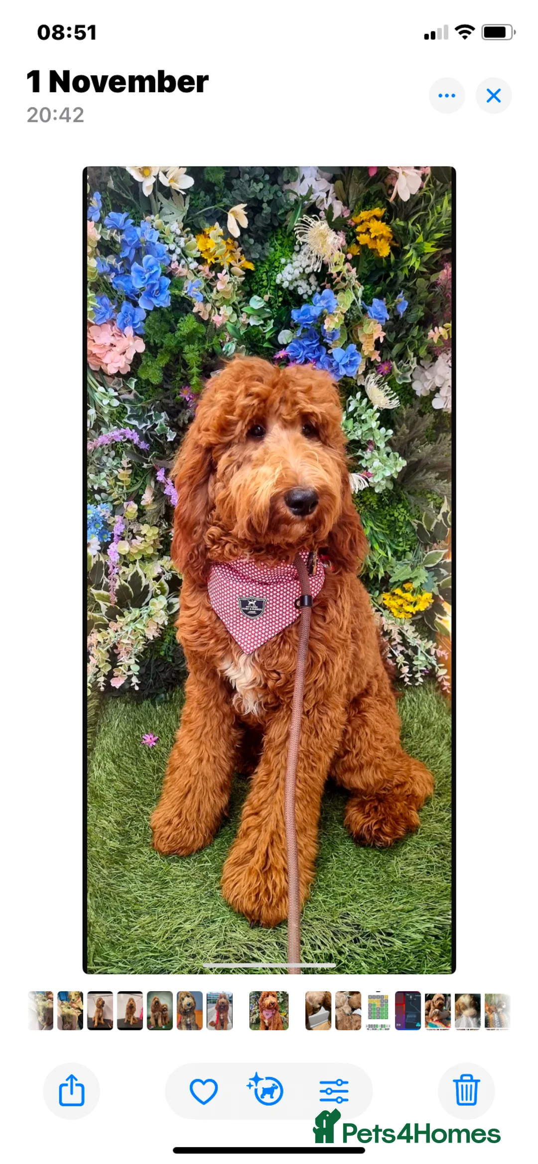 Irish Doodle dogs for stud: Proven stud Irish doodle x - Advert 2