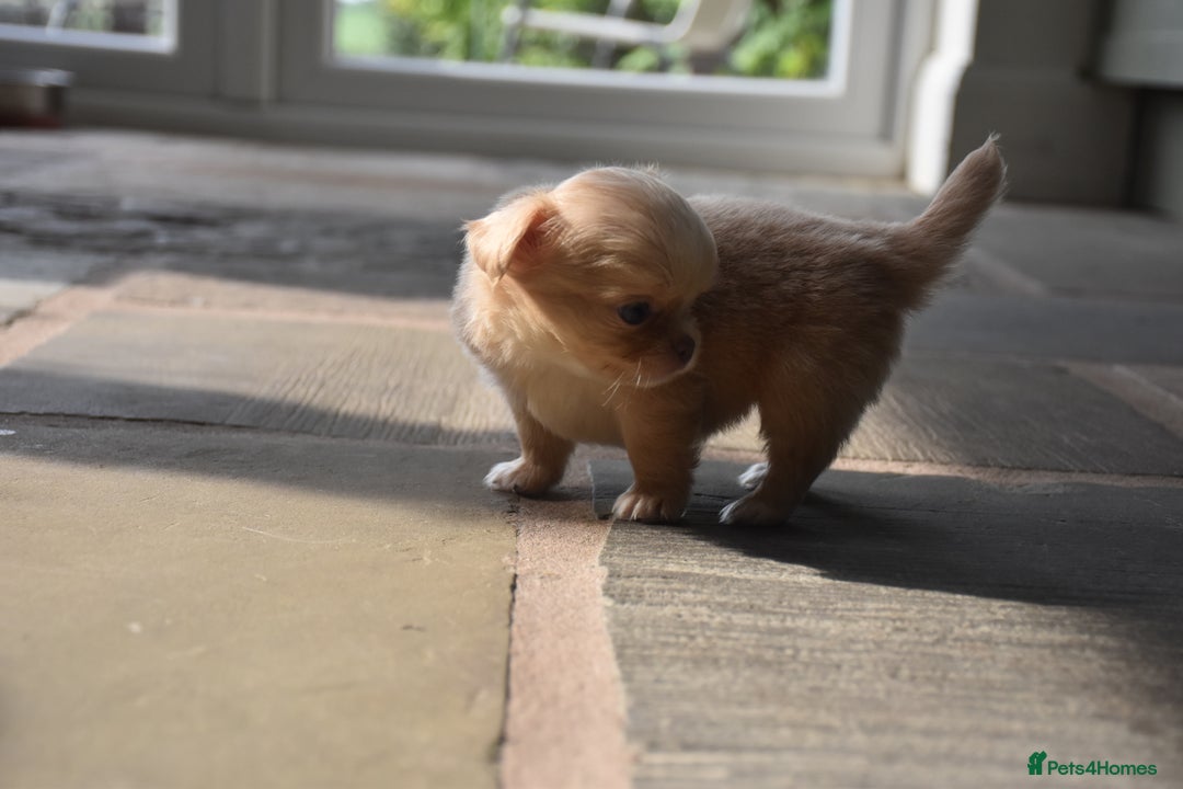 Chihuahua dogs for sale: ⭐️Gorgeous Long haired Lilac and Tan Chihuahuas ⭐️ - Image 6