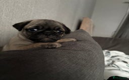 Pug dogs for sale: Puppies - Image 8