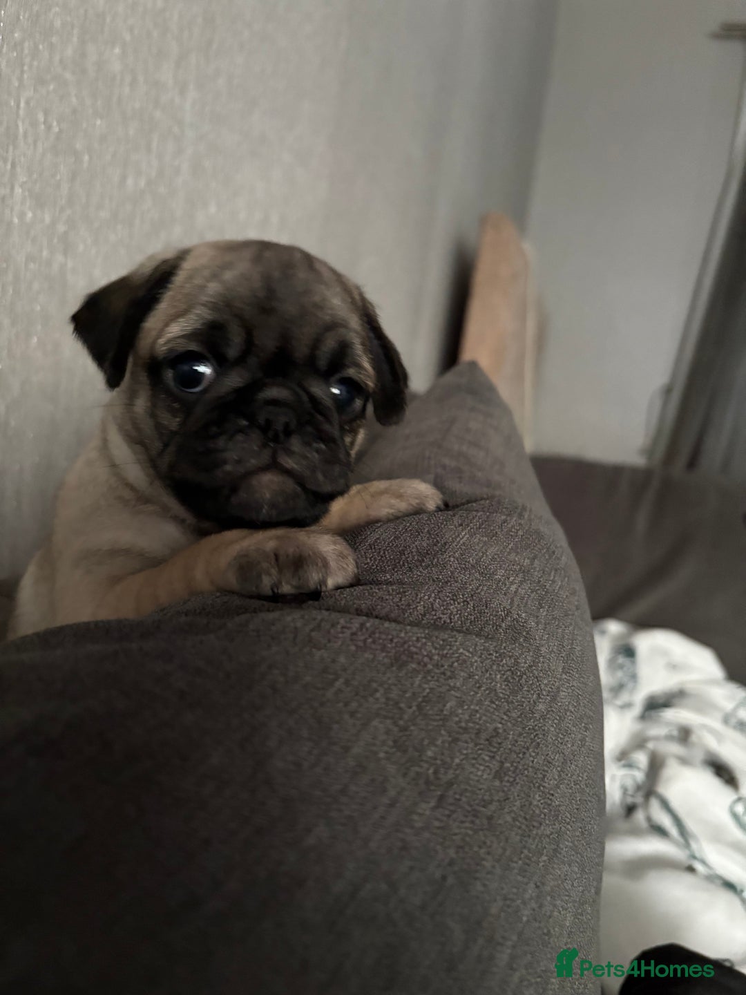 Pug dogs for sale: Puppies - Image 8